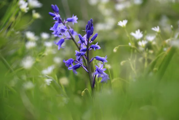 Bahar çayırda. Bahar üzerinde mavi bir çiçek çayır taze yeşil çim ve küçük beyaz çiçekler büyür .