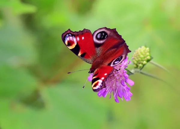 Бабочка Павлина Глаз Бабочка Павлина Глаз Розовый Цветок Жаркий Летний — стоковое фото