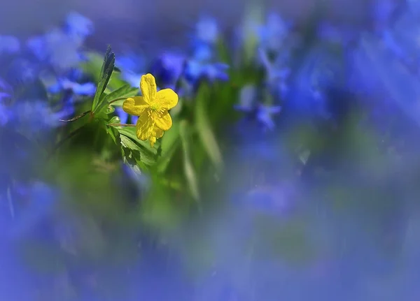 In the blue ocean.The lonely yellow flower lit with the spring sun in the blue ocean of snowdrops.