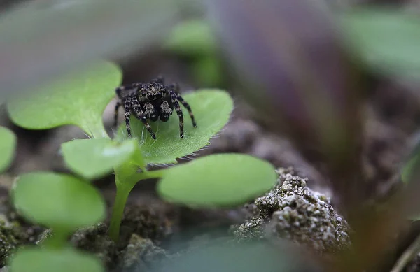 Pequeña Pequeña Araña Ojos Grandes Sienta Una Hojuela Verde —  Fotos de Stock