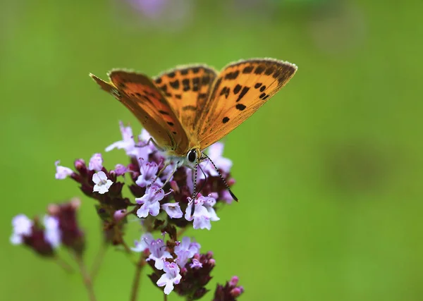 Solid gold butterfly on a pink flower.Solid gold butterfly on a pink field flower collecting nectar.