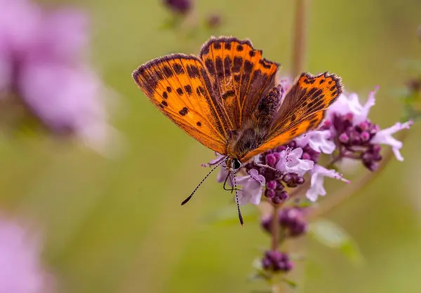 Fiery.Ogneno kırmızı kelebek Pembe çiçek üzerinde oturur.