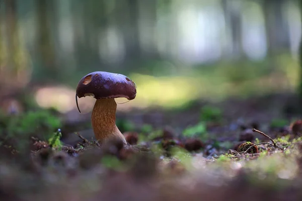 通过地球的地层 在秋天森林在下落的锥体之中孤零零蘑菇 — 图库照片