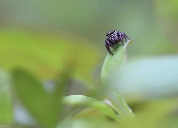 Alada Susurrada Una Hoja Verde Pequeña Araña Ojos Grandes Sienta — Foto de Stock