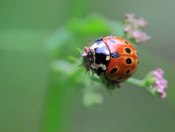 Bir çiçek. Bir pembe çiçek, bir uğur böceği fotoğrafçı bu fark etmez umuduyla gizler..