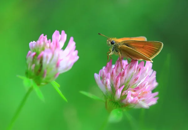 Trébol Flor Brightly Mariposa Naranja Sienta Una Flor Rosa Trébol — Foto de Stock