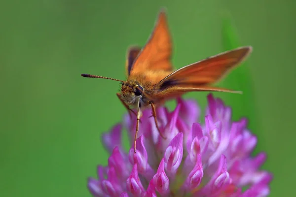 Яркая Оранжевая Бабочка Сидящая Розовом Цветке Клевера — стоковое фото
