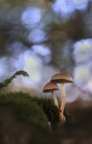Genç kapsayan. Mantar kötü hava gelen genç adam daha kıdemli kapsar mı.