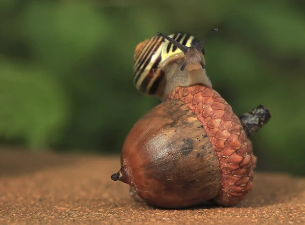 Equilibrist Snail Balances Big Acorn Equilibrist — Stock Photo, Image