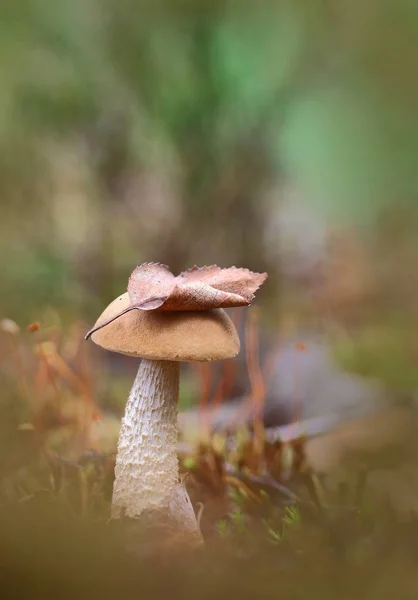 在一片叶子下 小桦木蘑菇生长在木材上的草坪覆盖了一片叶子 — 图库照片