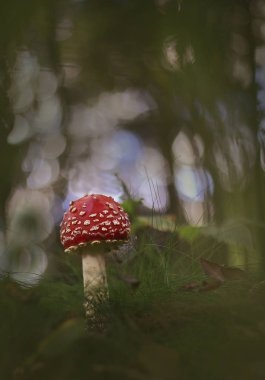 Kırmızı güzel. Yakışıklı sinek agaric içinde yeşil çimler uzuyor.