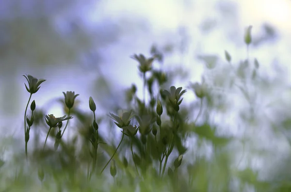 Cennet yolu. Beyaz küçük ahşap bir gölge ışık yükselişi üst tür yıldızlar.