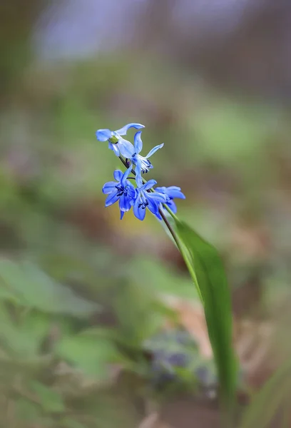 Blue Drewno Wiosna Wśród Poległych Dół Liści Ubiegłorocznej Edycji Kwiaty — Zdjęcie stockowe