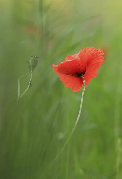 Greens Summer Red Poppy Dense Summer Greens Grass — Stock Photo, Image