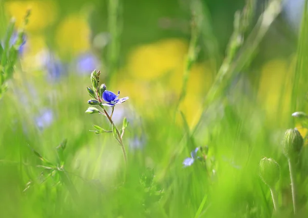 Mezi Letní Byliny Malé Modré Floret Ztratil Letní Trávě Stock Obrázky