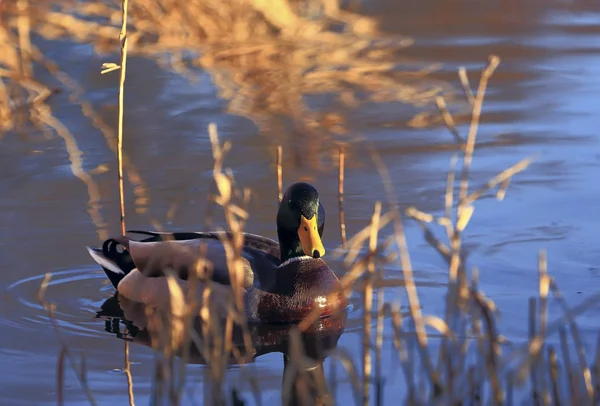 Sazlık saklandı. Yakışıklı drake sazlık fotoğrafçı için şüphe ile görünüyor.