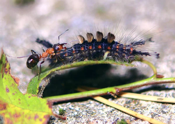 Eine Kleine Waldameise Greift Eine Struppige Blaue Raupe Und Vertreibt lizenzfreie Stockbilder