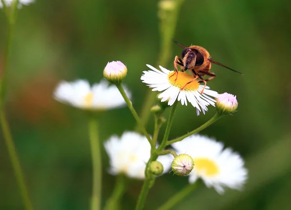 Sitter Blomma Stor Goggle Eyed Fluga Sitter Vit Kamomill Liknande — Stockfoto