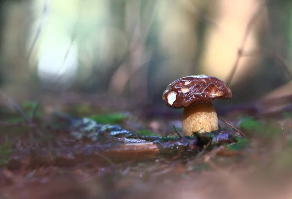 Rain Thursday Small Wet Rain Fungus Someone Eaten Grows Dark — Stock Photo, Image