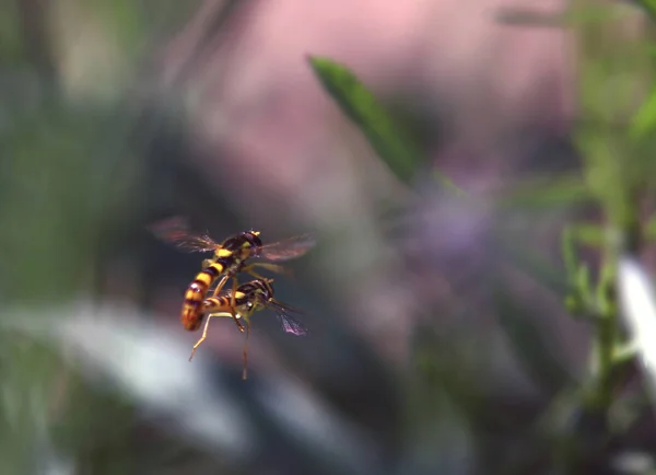 Dua Garis Garis Gelembung Gelembung Kecil Kawin Pada Lalat — Stok Foto