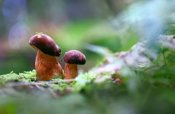 Φθινόπωρο Forest Στο Δάσος Φθινόπωρο Ένα Ζευγάρι Από Μικρά Μανιτάρια — Φωτογραφία Αρχείου