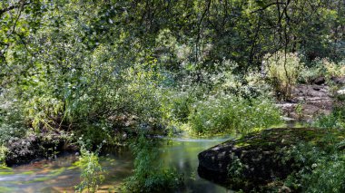 Küçük bir nehrin kıyısında küçük bir şelale ve gölgeleri olan bitkiler ve ağaçlar.