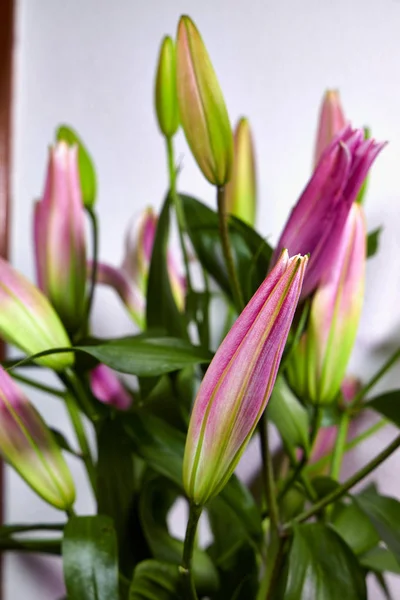 Buquê Com Vários Talos Lírio Flores Ainda Não Abriram — Fotografia de Stock
