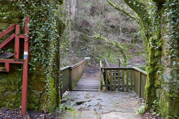 Ξύλινη Γέφυρα Και Δρόμος Ένα Καταπράσινο Δάσος Χειμώνας Και Υγρασία — Φωτογραφία Αρχείου