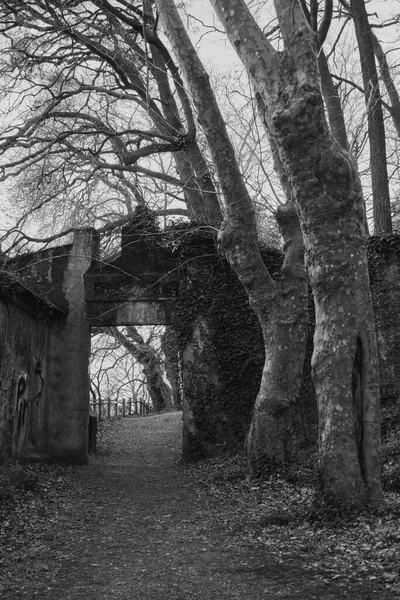 Πύλη Για Μπείτε Ένα Δρόμο Μέσα Στο Δάσος — Φωτογραφία Αρχείου