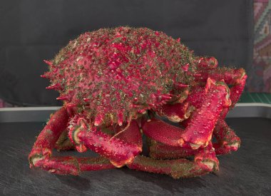 İspanya 'nın kuzeybatısındaki Galiçya haliçlerinden örümcek yengeci.