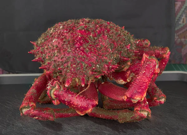 İspanya 'nın kuzeybatısındaki Galiçya haliçlerinden örümcek yengeci.