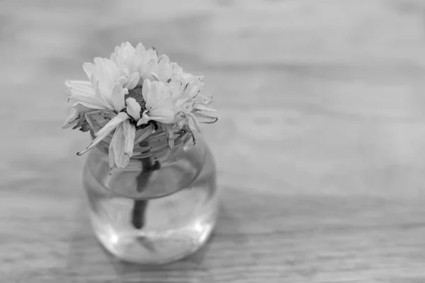 Біла квітка зів'яне — стокове фото