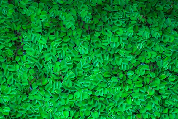 Salvinia cucullata roxb grüne Blätter Hintergrund Stockfoto