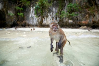 Monkey waiting for food in Monkey Beach, Phi Phi Islands, Thaila clipart