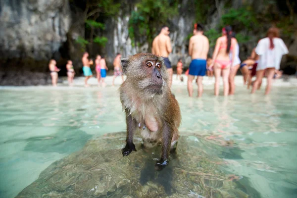 Μαϊμού αναμονή για φαγητό στην παραλία μαϊμού και τουρίστες στην πλάτη — Φωτογραφία Αρχείου