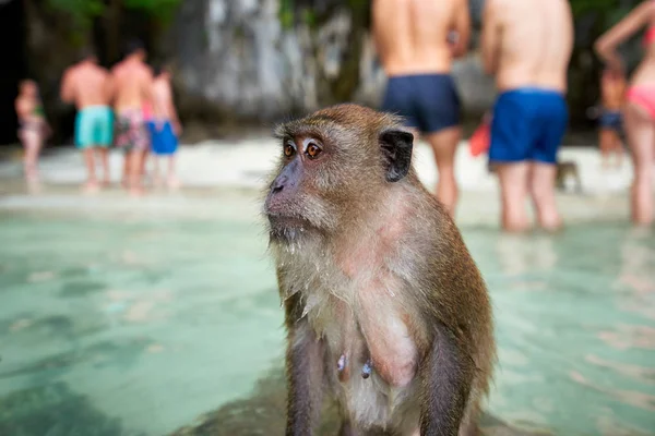 Обезьяна в ожидании еды на обезьяньем пляже и туристы в задней части — стоковое фото