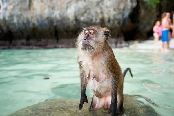 Μαϊμού αναμονή για φαγητό στην παραλία μαϊμού και τουρίστες στην πλάτη — Φωτογραφία Αρχείου
