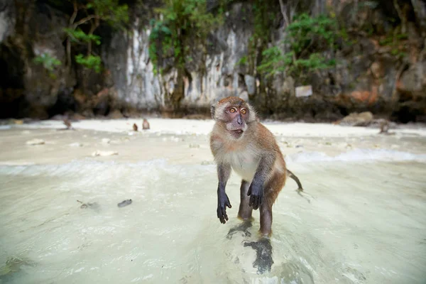 Μαϊμού περιμένουν για φαγητό στην παραλία μαϊμού, Νησιά Φι-Φι, Thaila — Φωτογραφία Αρχείου