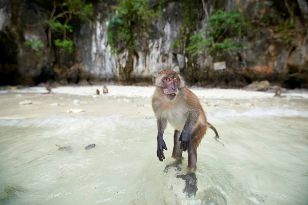 Maymun maymunu Beach, Phi Phi Islands, Thaila yemek bekliyor