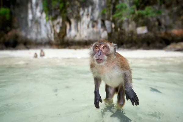 Maymun maymunu Beach, Phi Phi Islands, Thaila yemek bekliyor
