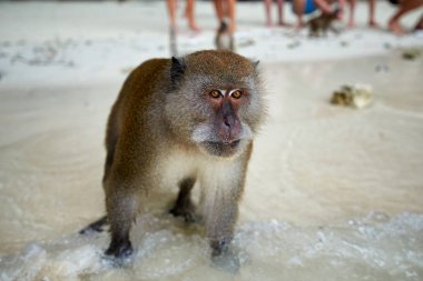 Maymun maymun Beach Gıda ve arkadaki turistler için bekliyor