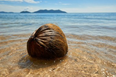 On The Beach, Koh Chang, Tayland eski Hindistan cevizi