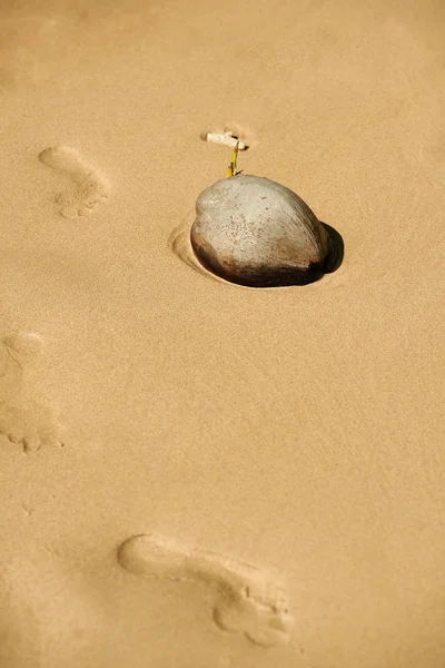 Coco velho na praia, Koh Chang, Tailândia — Fotografia de Stock