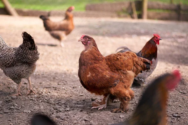 Biologische vrije uitloop kippen — Stockfoto