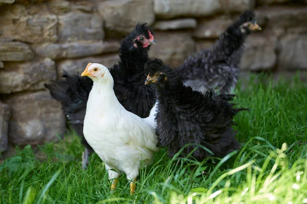 유기 무료 범위 닭 — 스톡 사진