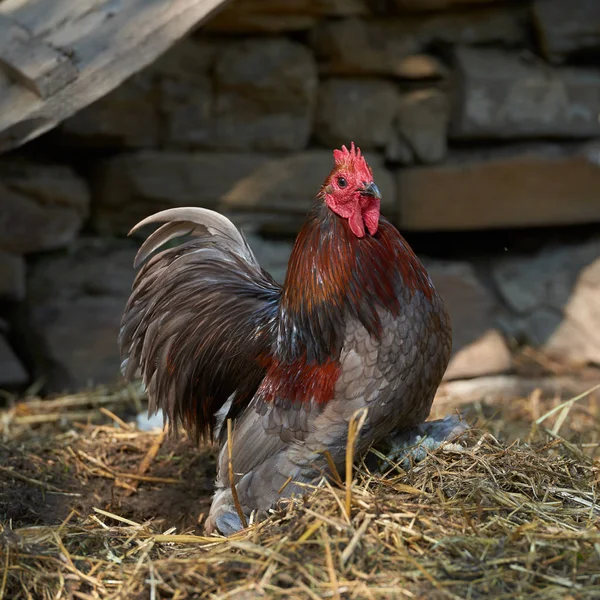 Органические цыплята свободного действия — стоковое фото