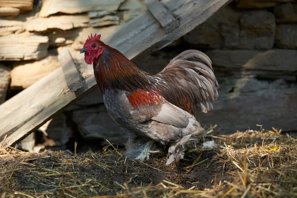 Pollos ecológicos de camada libre —  Fotos de Stock