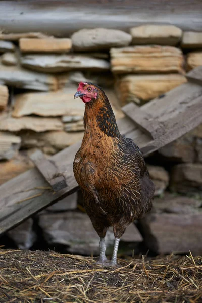 Органические цыплята свободного действия — стоковое фото