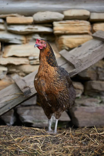 Pollos ecológicos de camada libre — Foto de Stock