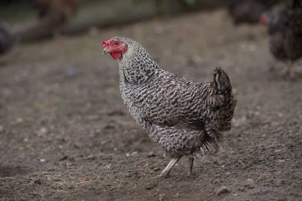 Pollos ecológicos de camada libre — Foto de Stock